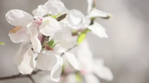 White Spring Magnolia Flower - Depth of Field Stock-Footage 96180993