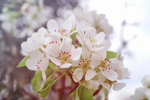 White spring pear blossoms.Fresh spring background on outdoor nature.Beautifu Stock Photos