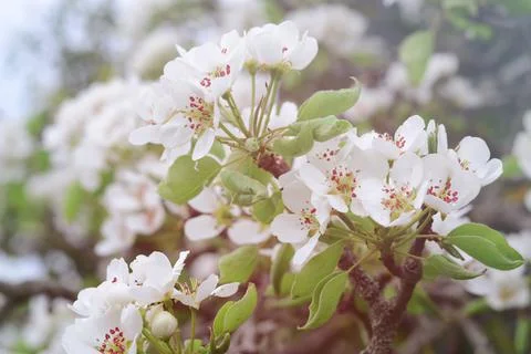 White spring pear blossoms.Fresh spring background on outdoor nature.Beautifu Stock Photos