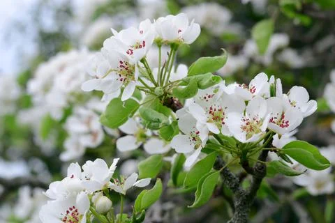 White spring pear blossoms.Fresh spring background on outdoor nature.Beautifu Stock-Fotos