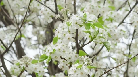 White spring pear flowers on tree branches Stock Footage 180493480