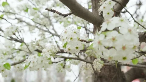 White spring pear flowers on tree branches Stock Footage 180493633