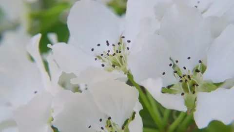 White spring pear flowers on the wind, macro. Stockbeeldmateriaal 194792451