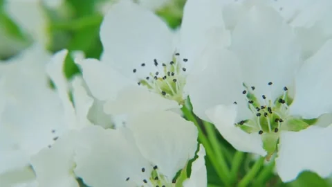 White spring pear flowers on the wind, macro. Stock Footage 194792618