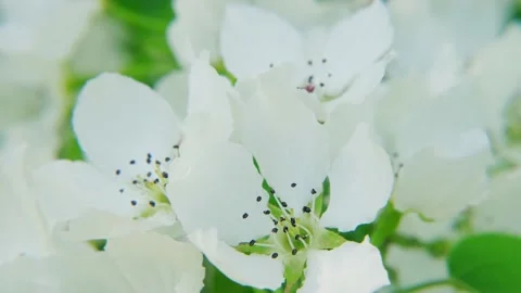 White spring pear flowers on the wind, macro. Stockbeeldmateriaal 194792780