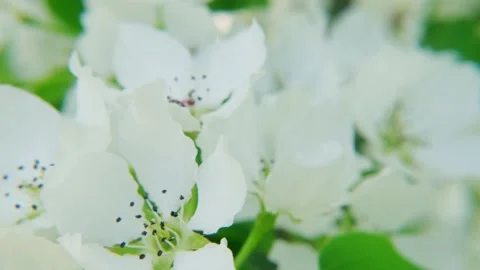 White spring pear flowers on the wind, macro. Vídeo Stock 198140742