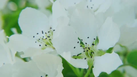 White spring pear flowers on the wind, macro. Video stock 201711707