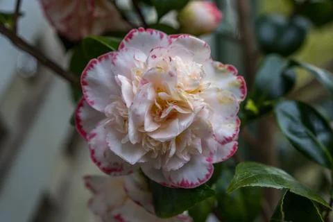 White spring rose with pink edging Stock Photos