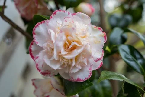 White spring rose with pink edging Stock Photos