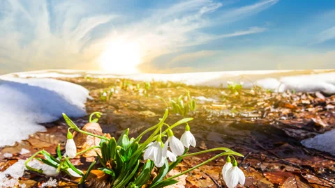 White spring snowdrop in a snow at the sunset Stock Footage 329672723