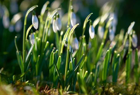 White Spring Snowdrops Fotos de archivo