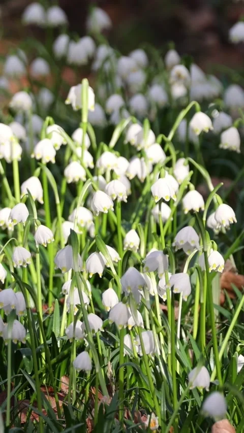 White spring snowflake flowers blooming in sunlight Stock Footage 345205017