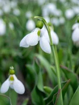 White spring snowflake flowers Stock Photos