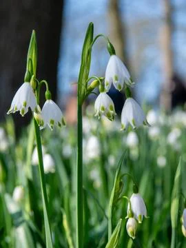 White spring snowflake flowers Stock Photos