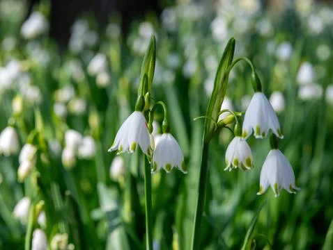 White spring snowflake flowers Stock Photos