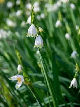 White spring snowflake flowers Stock Photos