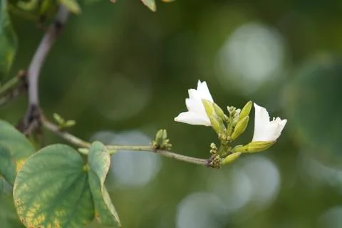 White spring tree flower Stock Photos