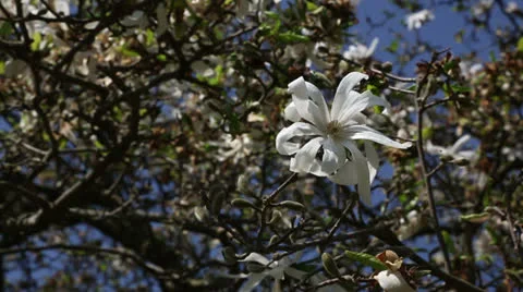 White spring tree Stock Footage 22768769