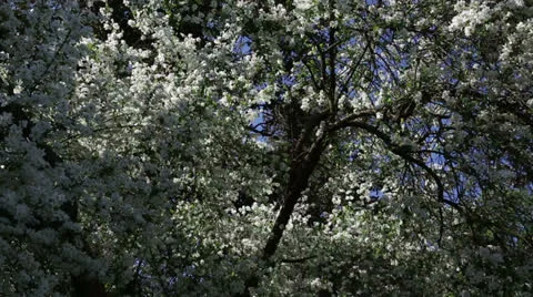 White spring tree Stock Footage 22769181