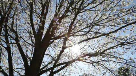 White spring tree Stock Footage 22769229