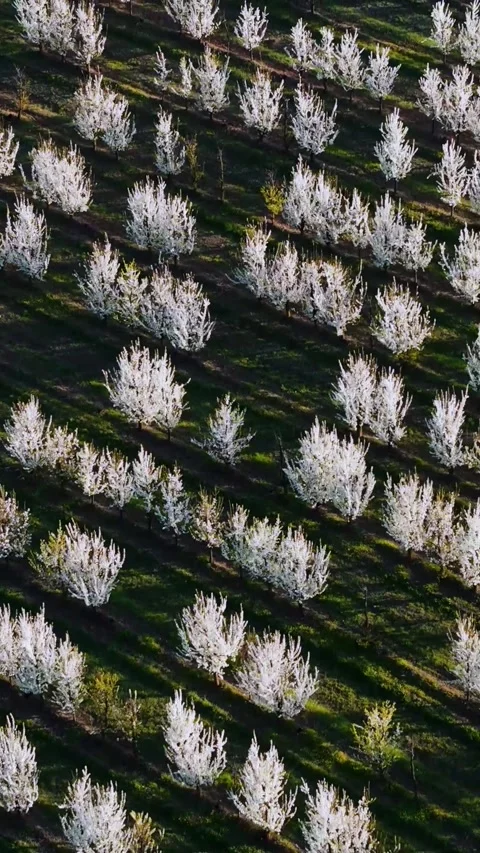 White Spring trees apple blossom flowers pattern aerial view Stock Footage 303724698
