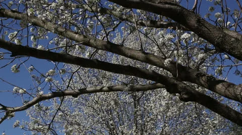 White spring trees Stock Footage 22769129