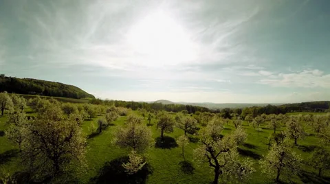 White spring trees. plants nature background. summertime. aerial view Video stock 38274648