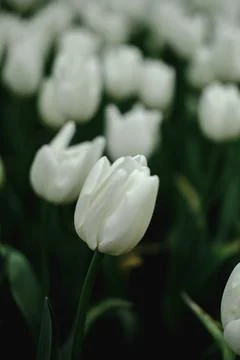 White spring tulips close up. Blooming tulip buds, tulip flower with green Foto stock