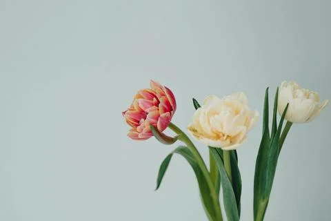 White spring tulips on a grey background. Mock up for displaying works Stock Photos