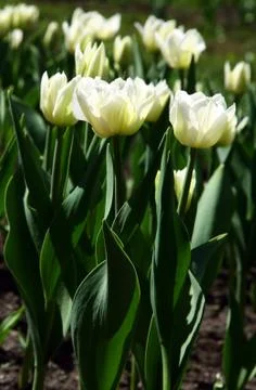 White spring tulips 스톡 사진