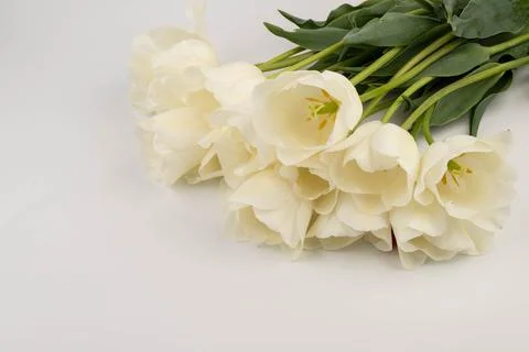 White spring tulips in on a white background. Spring concept. Foto stock
