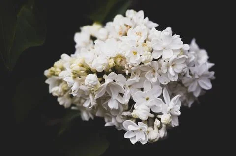 White spring Valevas Stock Photos