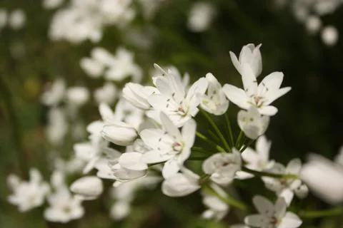 White spring wildflowers Stock Photos