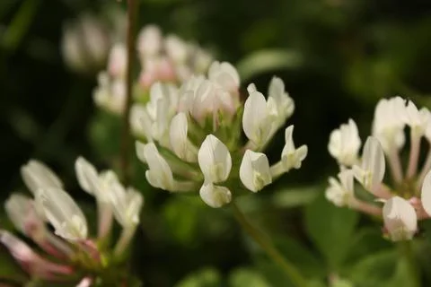 White spring wildflowers Stock Photos