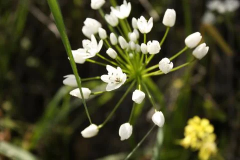White spring wildflowers Stock Photos