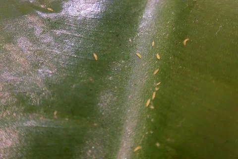 White springtails, tiny insects from nature, pose a disease risk to plants .. Stock Photos