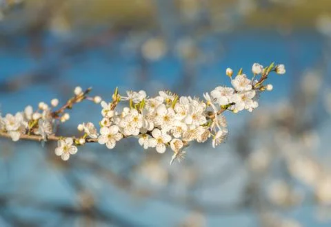 White springtime apple tree blossoms in late afternoon sun. Stock Photos