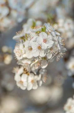 White springtime apple tree blossoms in late afternoon sun. Stock Photos