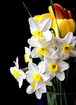 White springtime daffodil flower Stock Photos