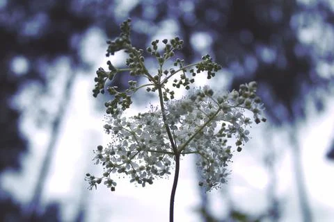 White sprout in the forest Stock Photos