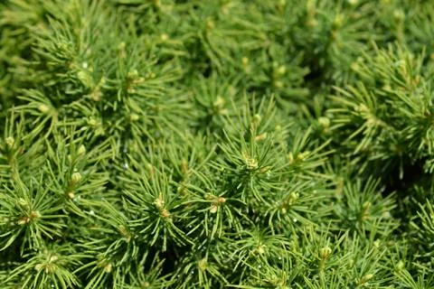 White spruce Alberta Globe Stock Photos
