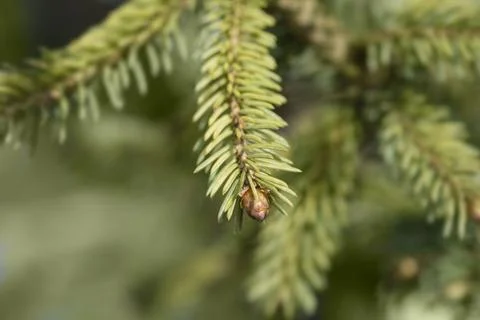 White spruce Dent Stock Photos