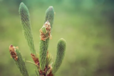 White Spruce New Spring Growth Stock Photos