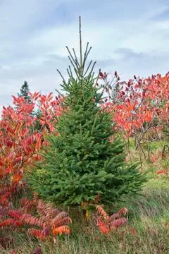 White spruce Stock Photos