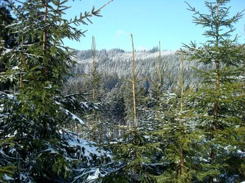 White spruce on Foto stock