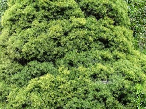 White Spruce tree background. Picea laxa Photos