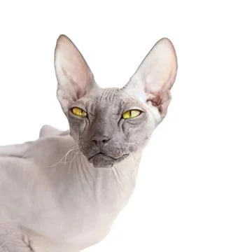 White square background with Donsphinx cat Stock Photos