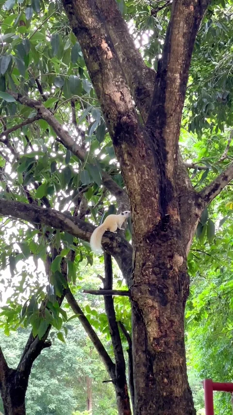 The white squirrel Vidéo 213476521