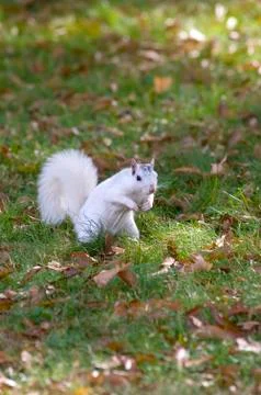 White squirrel in grass 스톡 사진