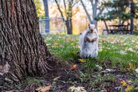 White squirrel looking at camera Stock Photos